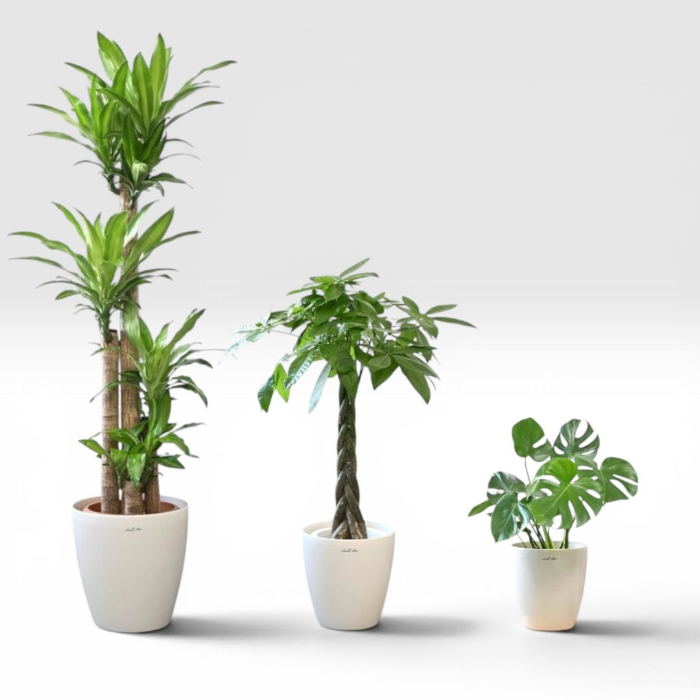 観葉植物 3点セット パキラ ユッカ ゴムの木 置くだけでプロ仕様！ 観葉植物 3種セット（10号・8号・6号） 幸福の木