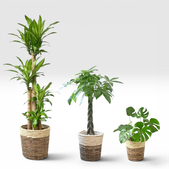 置くだけでプロ仕様！ 観葉植物 3種セット（10号・8号・6号） 幸福の木