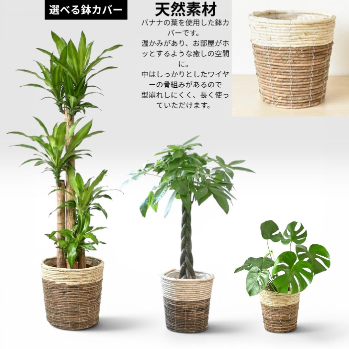 サムゲタンです♪3点セット！モンステラ1①アレカヤシ2 苗　苗木　観葉植物 置くだけでプロ仕様！ 観葉植物 3種セット（10号・8号・6号） 幸福の木