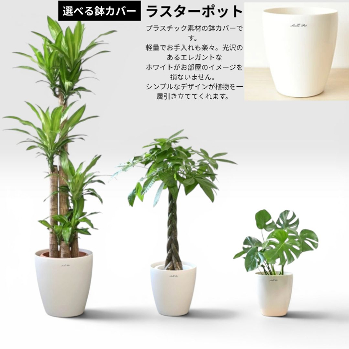 置くだけでプロ仕様！ 観葉植物 3種セット（10号・8号・6号） 幸福の木