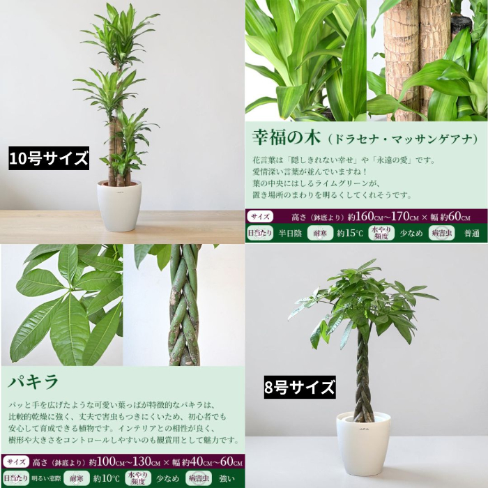 置くだけでプロ仕様！ 観葉植物 3種セット（10号・8号・6号） 幸福の木