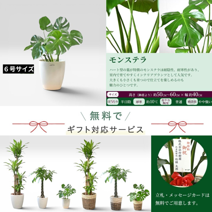 置くだけでプロ仕様！ 観葉植物 3種セット（10号・8号・6号） 幸福の木