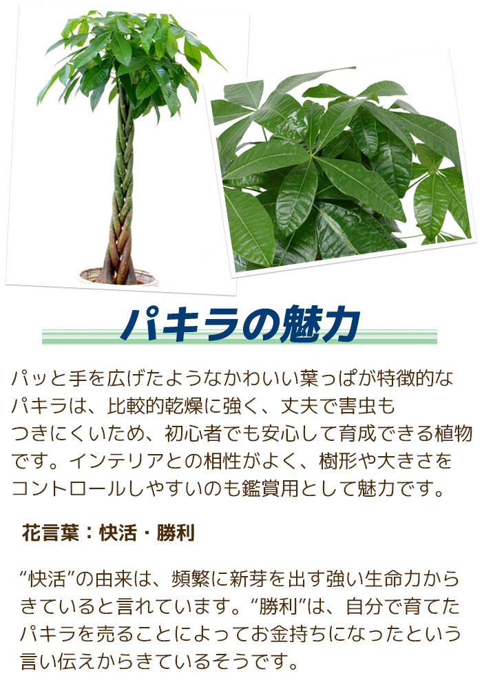 観葉植物 パキラ 8号鉢 鉢カバー 付き セット 大型 室内用 インテリア おしゃれ 通販 人気 母の日 Km 観葉植物の専門店 彩植健美 通販 Yahoo ショッピング