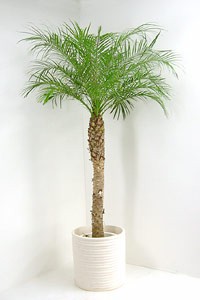 フェニックス ロベレニーの育て方 観葉植物の専門店 彩植健美 通販 Yahoo ショッピング