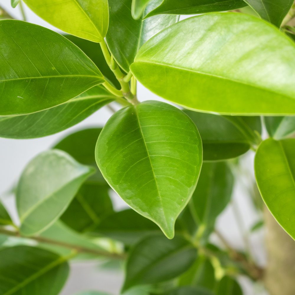 観葉植物 本物 ガジュマル 7号鉢 多幸の木 大型 室内用 インテリア