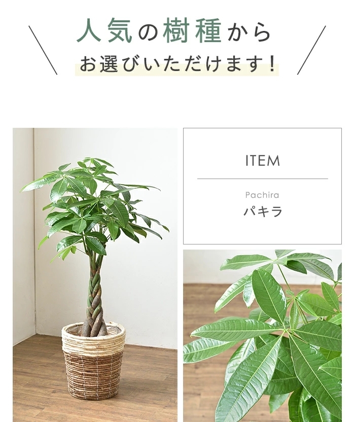 観葉植物 7号鉢 種類 選べる 鉢カバー付きセット パキラ モンステラ