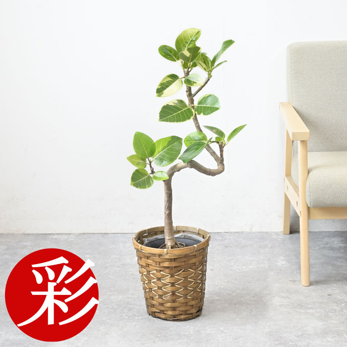 6号 観葉植物の人気商品・通販・価格比較 - 価格.com