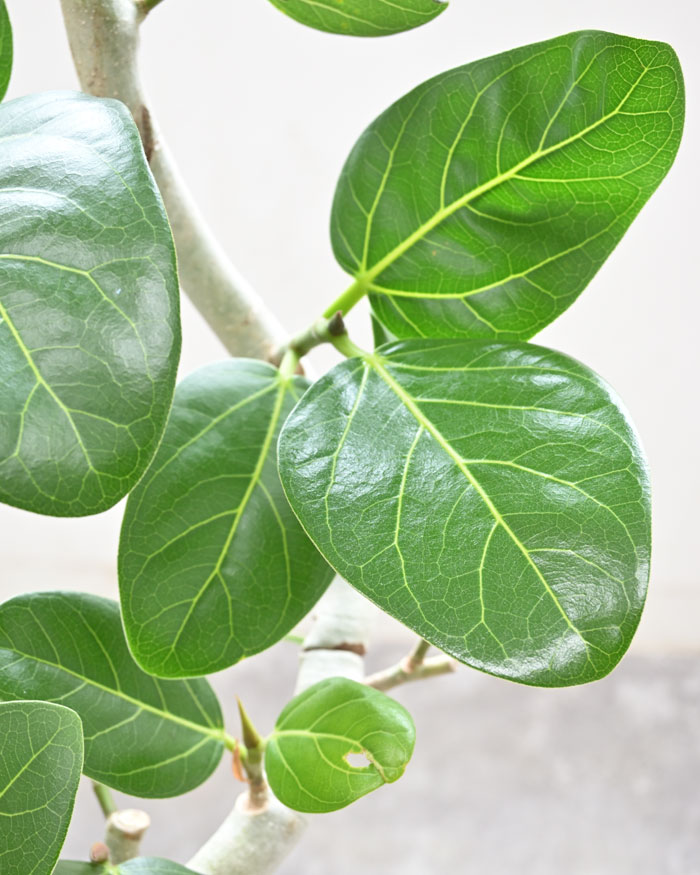 観葉植物 本物 フィカス・ベンガレンシス 6号...の詳細画像2