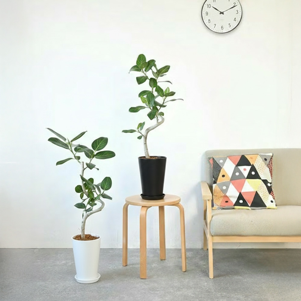 観葉植物 本物 ベンガルボダイジュ(フィカス・ベンガレンシス) 曲がり