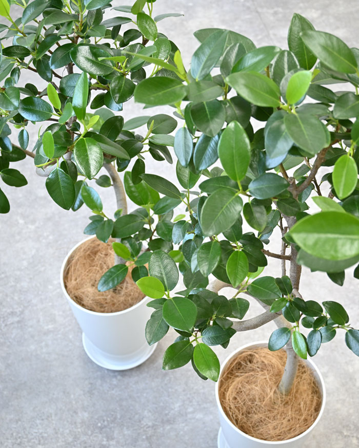 観葉植物 本物 フランスゴム（フィカス・ルビギノーザ）曲がり樹形 7号