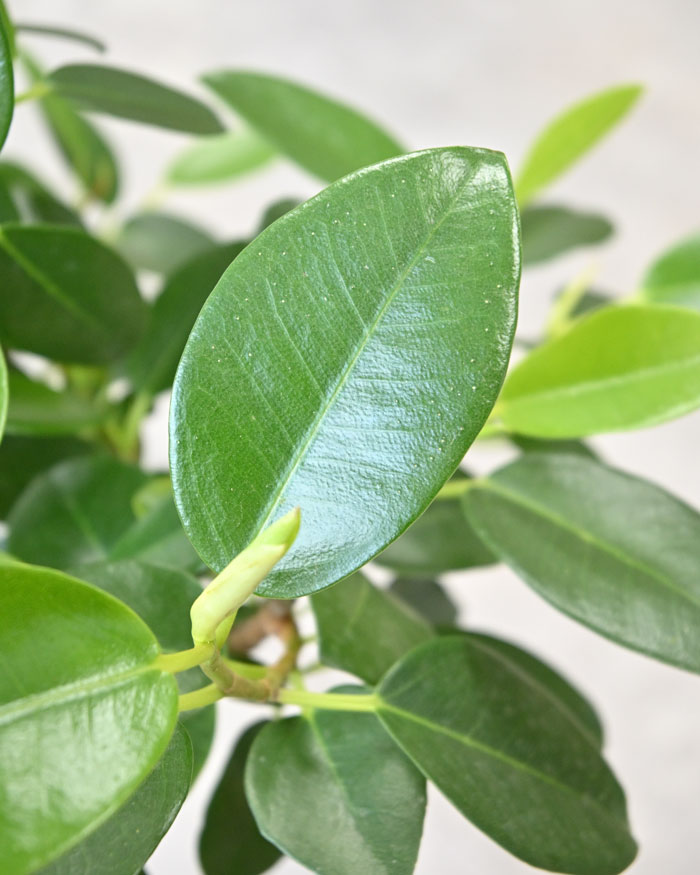 観葉植物 本物 フランスゴム（フィカス・ルビギノーザ）曲がり樹形 7号