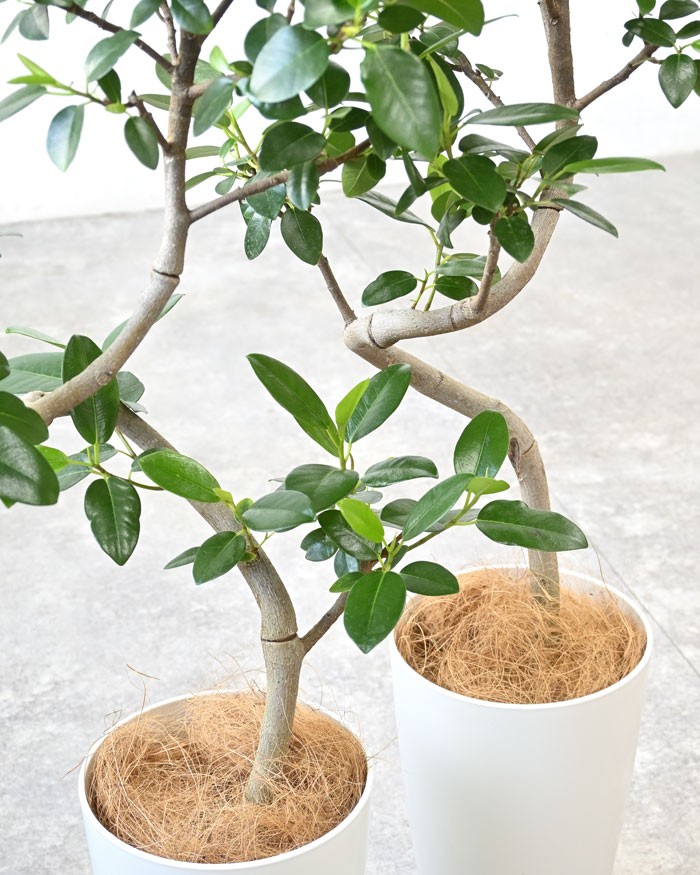 観葉植物 本物 フランスゴム（フィカス・ルビギノーザ）曲がり樹形 7号