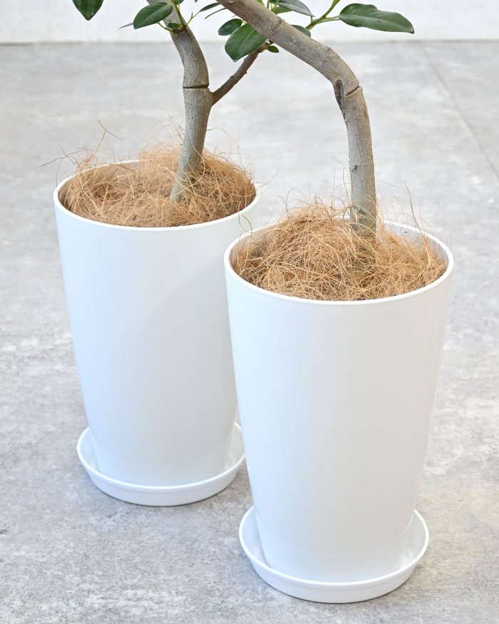 観葉植物 本物 フランスゴム（フィカス・ルビギノーザ）曲がり樹形 7号
