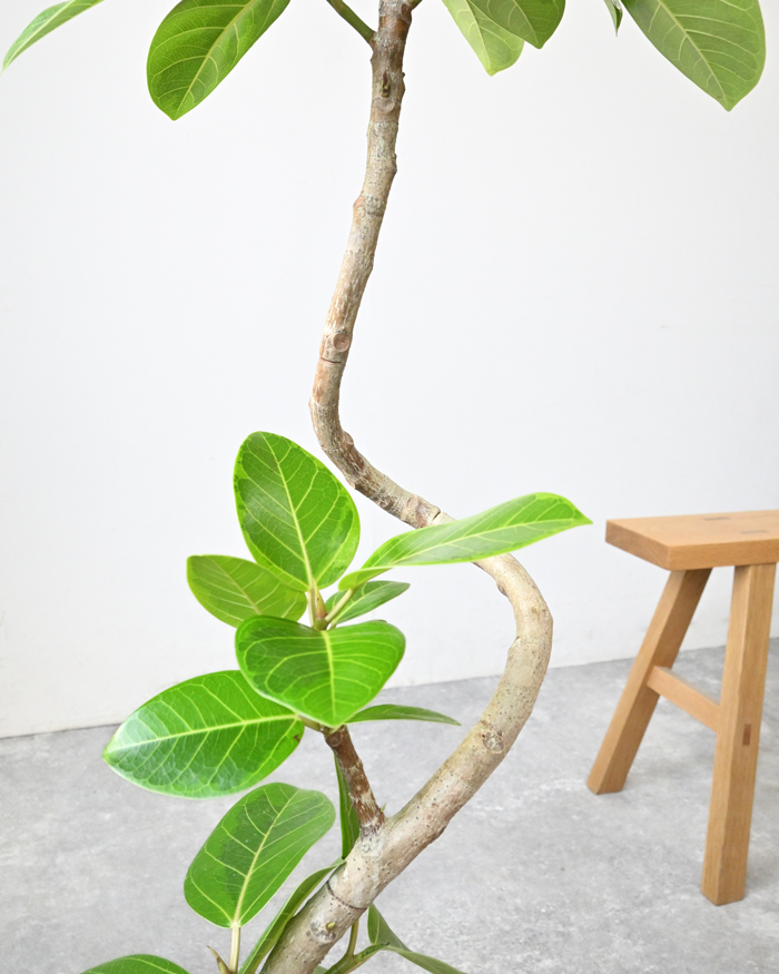 ［現品］91番　フィカス　アルテシマ　曲がり　7号　観葉植物　室内　大型　背高め 観葉植物 本物 フィカス・アルテシーマ・バリエガタ 曲がり樹形 7号