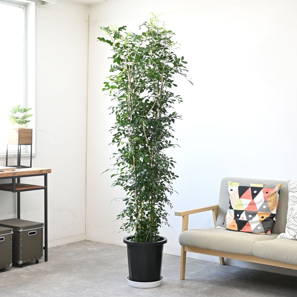 観葉植物 本物 シルクジャスミン ゲッキツ 10号鉢 大型 室内用