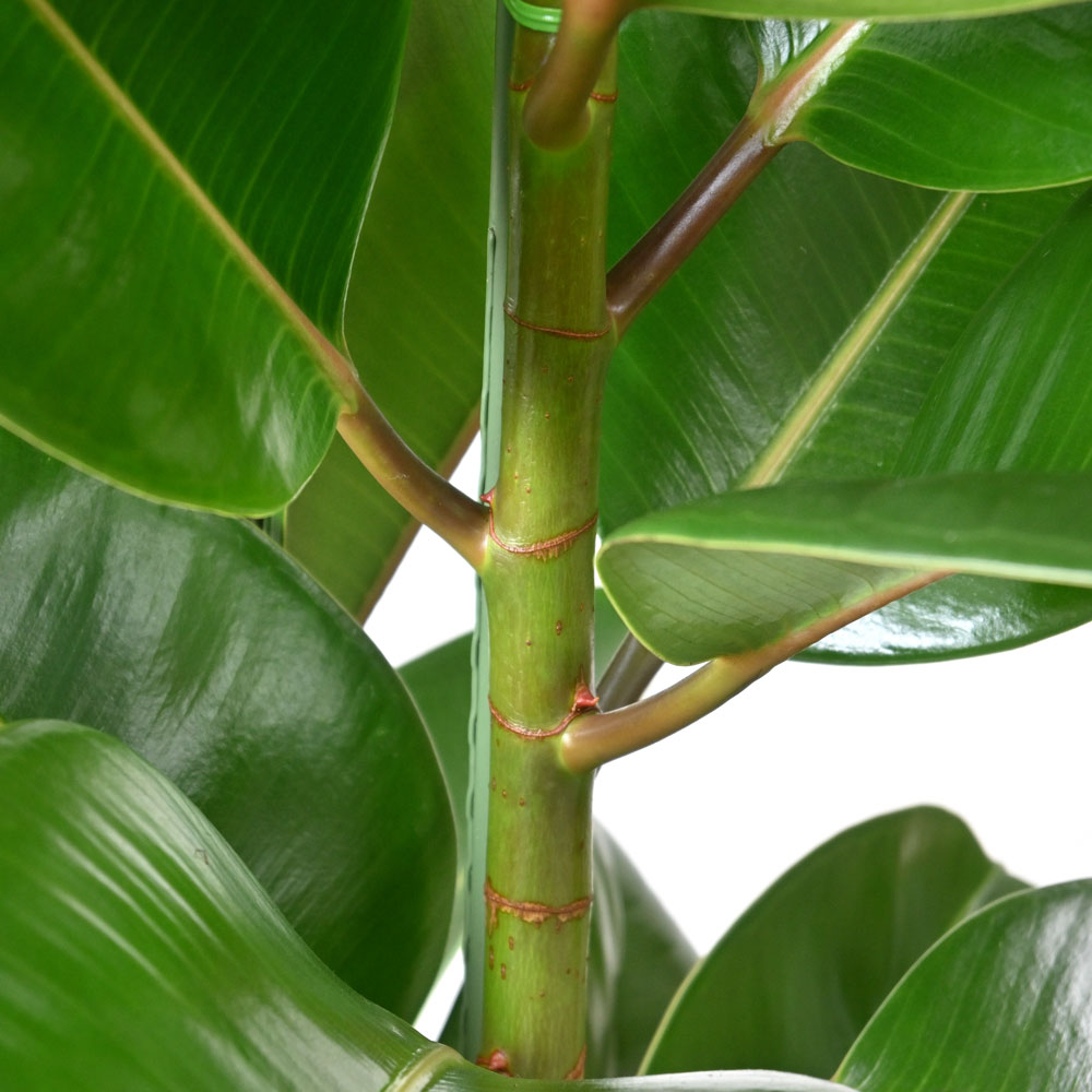 【美樹形】フィカス・ロブスタ ゴムノキ 120cm 鉢植え 観葉植物 観葉植物 本物 ゴムの木 フィカス ロブスター 10号鉢 大型 室内用