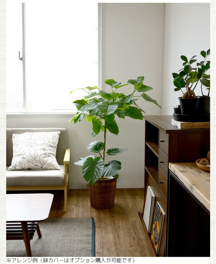観葉植物 フィカス ウンベラータ 直幹樹形 8号鉢 大型 室内用