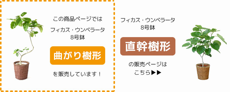 観葉植物 本物 フィカス ウンベラータ 曲がり樹形 8号鉢 大型 室内用