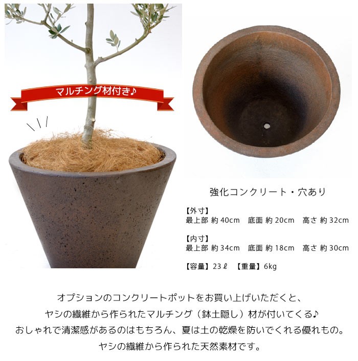 観葉植物 オリーブ 8号鉢 大型 屋外用 インテリア おしゃれ Rg 観葉植物の専門店 彩植健美 通販 Yahoo ショッピング