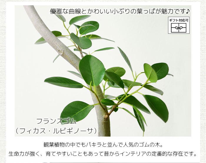 観葉植物 本物 フランスゴムの木 フィカス ルビギノーサ 8号鉢 大型
