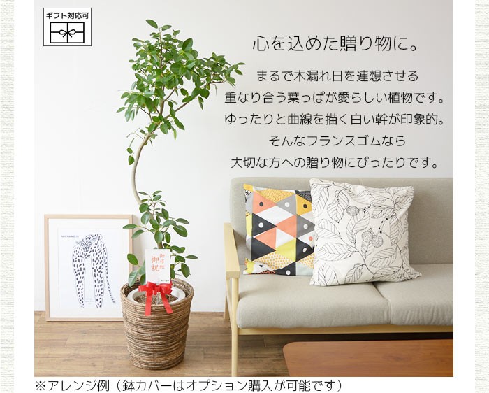 フランスゴムノキ　8号　観葉植物　ルビギノーサ 観葉植物 本物 フランスゴムの木 フィカス ルビギノーサ 8号鉢 大型