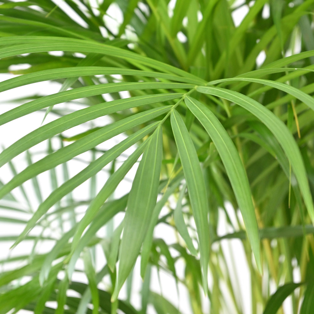 観葉植物 本物 アレカヤシ 10号鉢 大型 通販 人気 背が高い