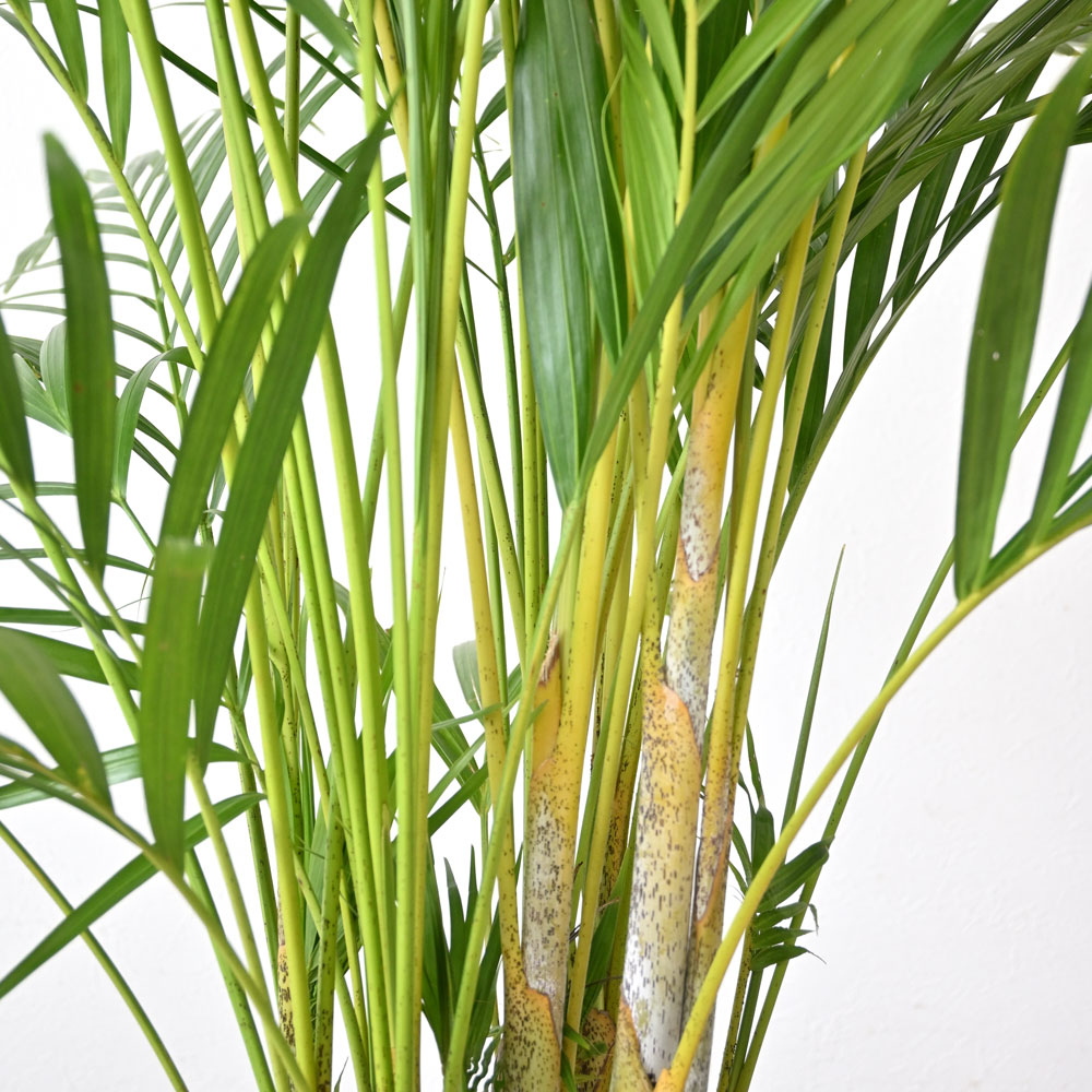 観葉植物 本物 アレカヤシ 10号鉢 大型 通販 人気 背が高い