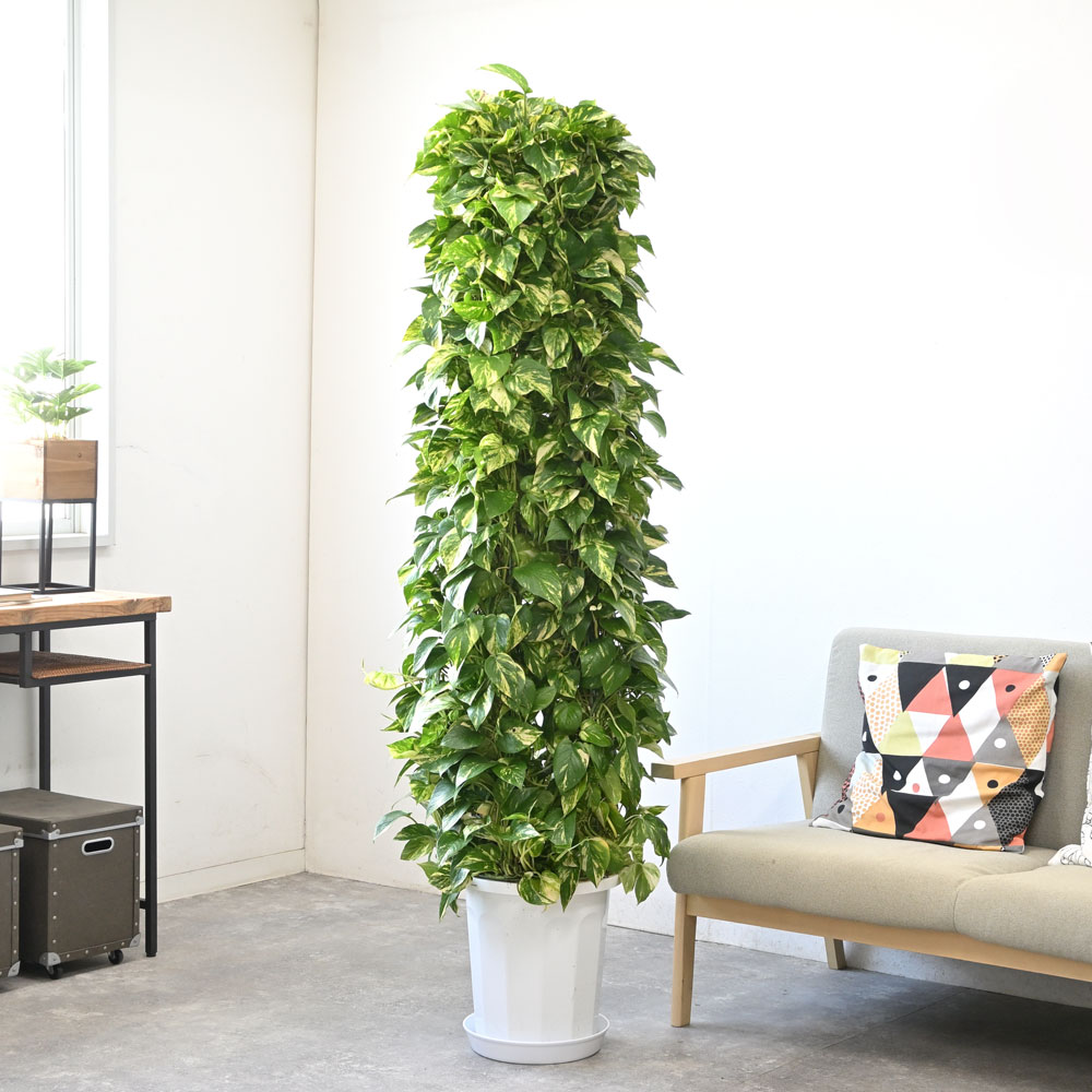 観葉植物 本物 ポトス タワー仕立て 10号鉢 大型 オウゴンカズラ 通販