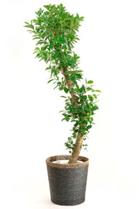 ガジュマルの育て方 観葉植物の専門店 彩植健美 通販 Yahoo ショッピング
