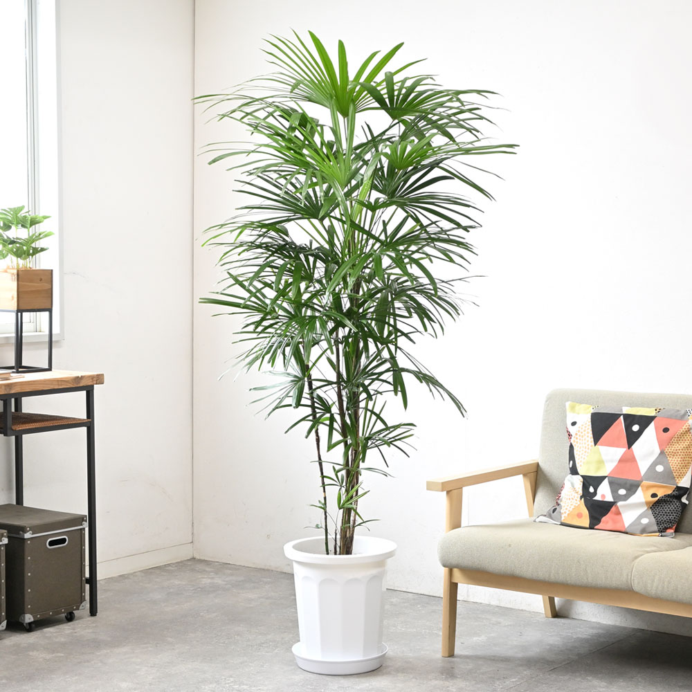 観葉植物 シュロチク 10号鉢 大型 棕櫚竹 背が高い 日陰に強い 玄関