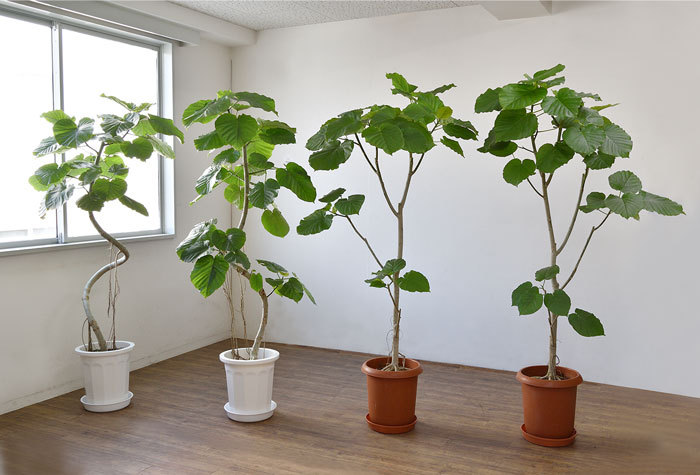 観葉植物 選べる樹形 フィカス・ウンベラータ 10号鉢 直幹