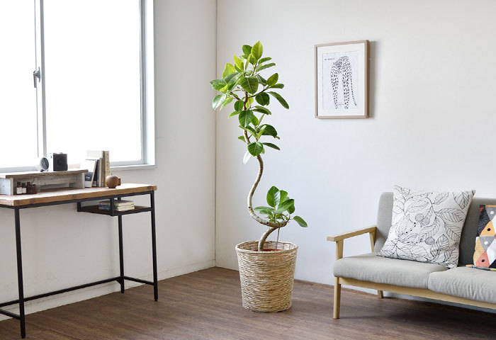 観葉植物 本物 フィカス・アルテシーマ・バリエガタ 曲がり樹形 10号鉢