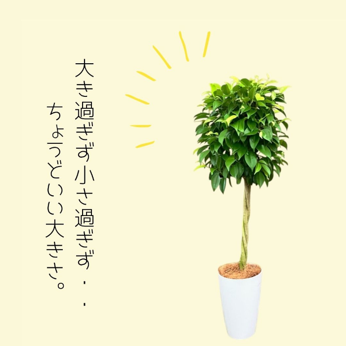 観葉植物 本物 トピアリー仕立てのベンジャミナ（ベンジャミン） 7号