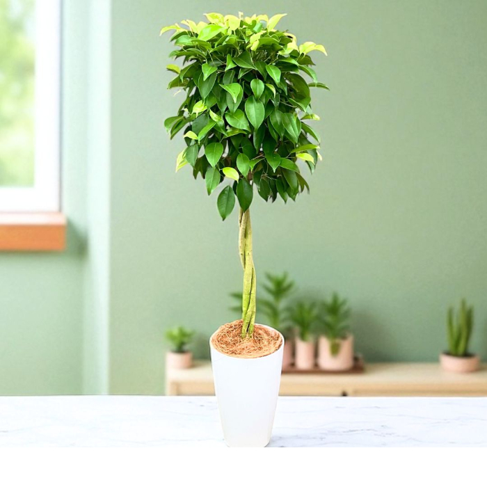 観葉植物 本物 トピアリー仕立てのベンジャミナ（ベンジャミン） 7号