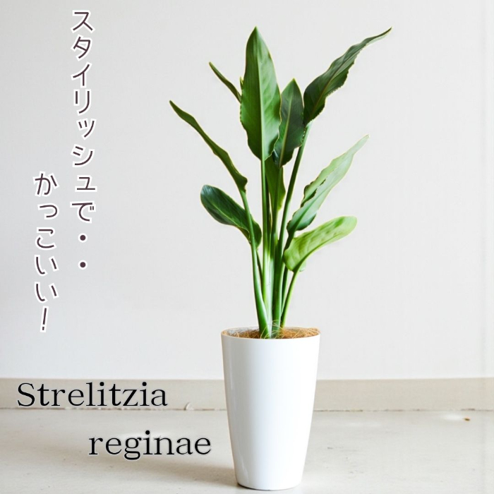 観葉植物 本物 ストレリチア・レギネ7号プラ鉢ロングポット 大型