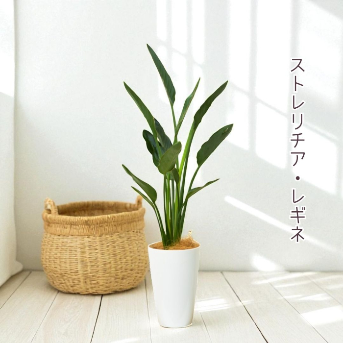 観葉植物 ストレリチア レギネ ストレリチア レギネ 8号 観葉植物 スタイリッシュ 鉢植え 苗 リゾート