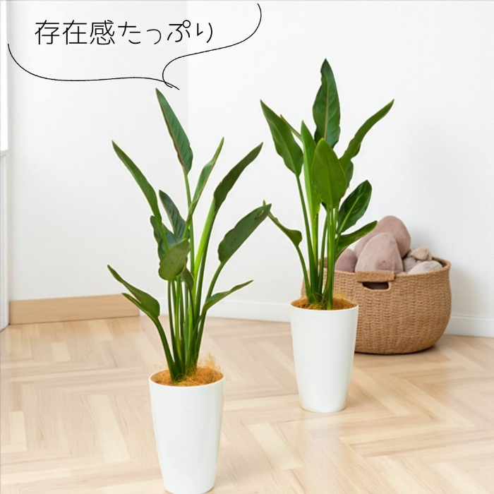 観葉植物 本物 ストレリチア・レギネ7号プラ鉢ロングポット 大型
