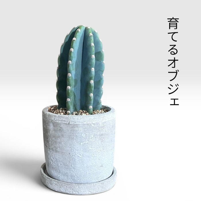 観葉植物 本物 柱サボテン トゲなし 鬼面角 ヌーダム セメント