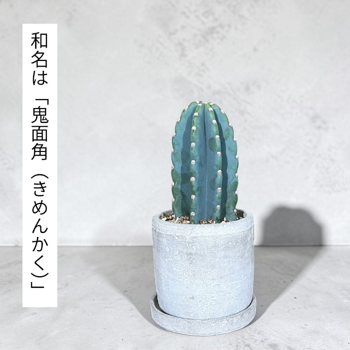 観葉植物 本物 柱サボテン トゲなし 鬼面角 ヌーダム セメント