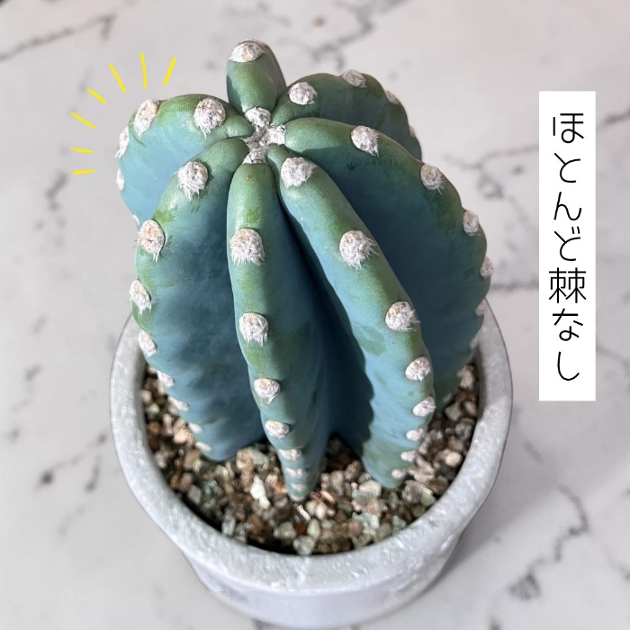 残りわずか】観葉植物 本物 柱サボテン トゲなし 鬼面角 ヌーダム