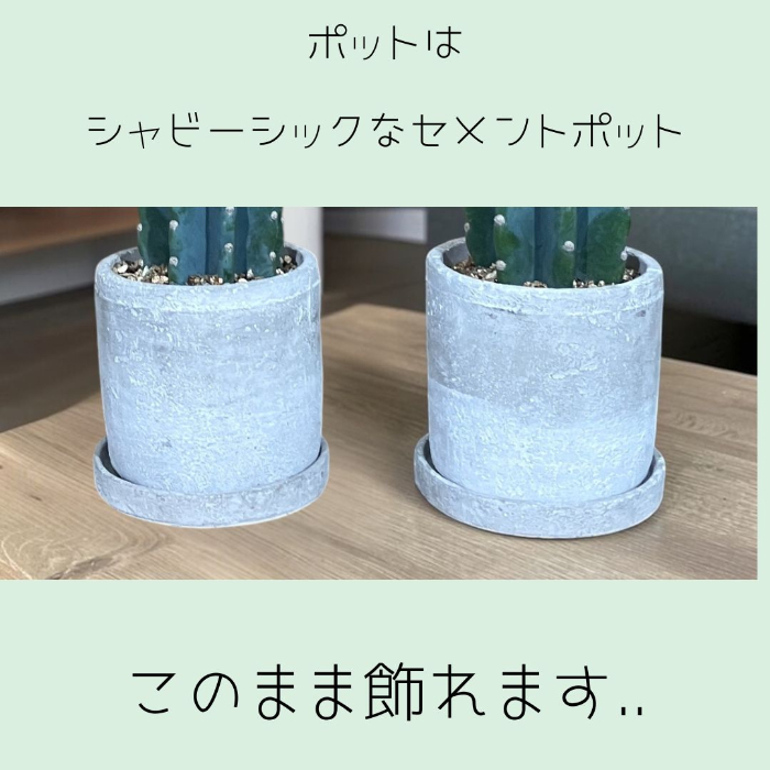 観葉植物 本物 柱サボテン トゲなし 鬼面角 ヌーダム セメント 