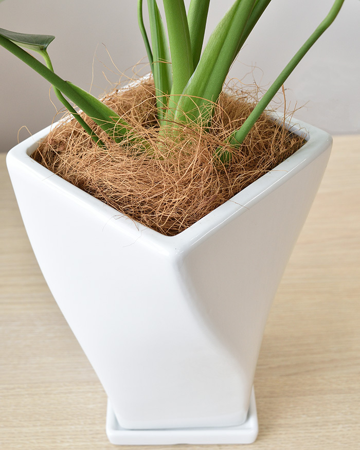 観葉植物 本物 モンステラ ツイストホワイトポット 白陶器 入り