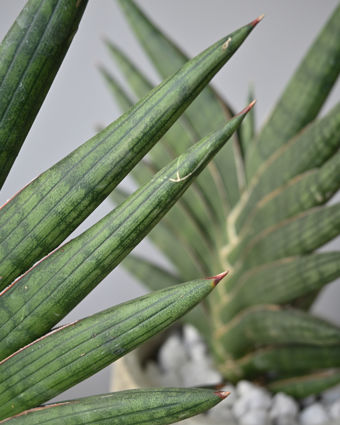 観葉植物 本物 サンスベリア・ケニア セメントポット インテリア