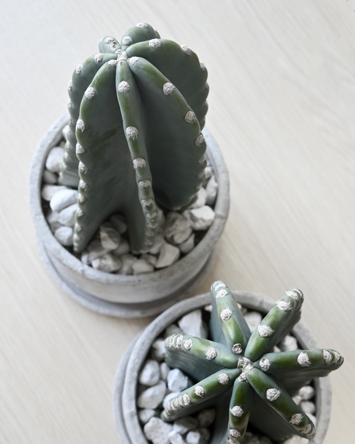 観葉植物 本物 柱サボテン トゲなし 鬼面角 ヌーダム セメント