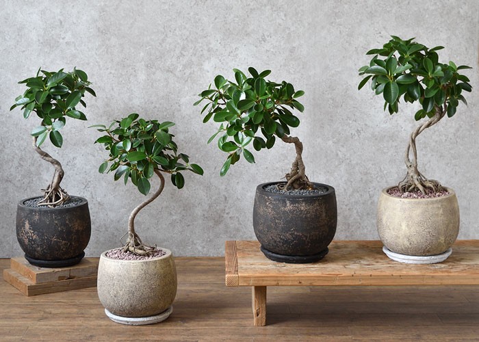 現品】 選べる樹形 観葉植物 本物 ガジュマル（根上がり）バルーン