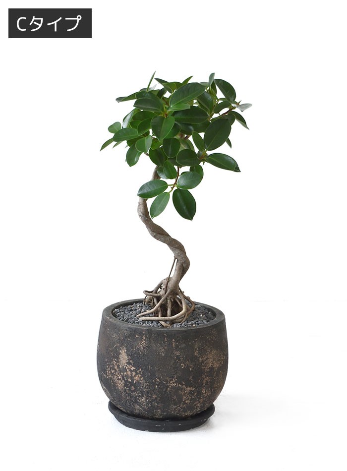 現品】 選べる樹形 観葉植物 本物 ガジュマル（根上がり）バルーン