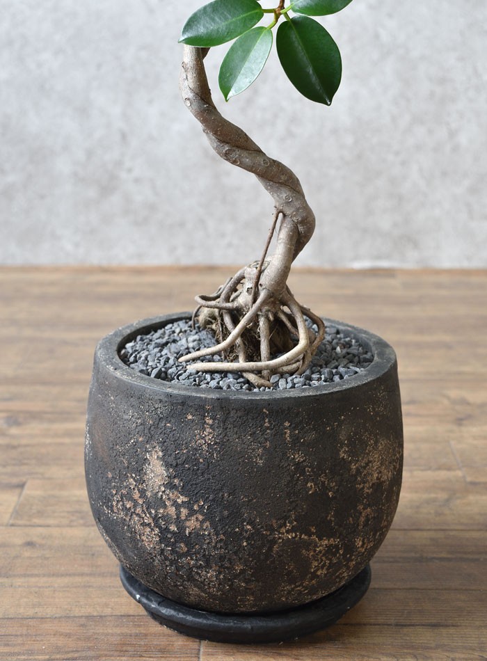 現品】 選べる樹形 観葉植物 本物 ガジュマル（根上がり）バルーン