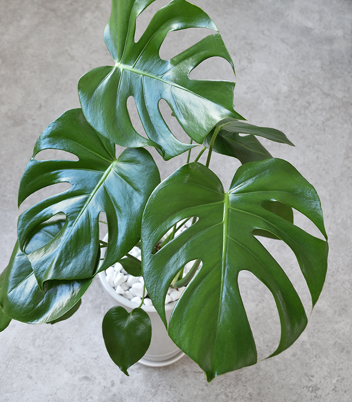 観葉植物 本物 モンステラ シャイニーホワイト ラウンドポット
