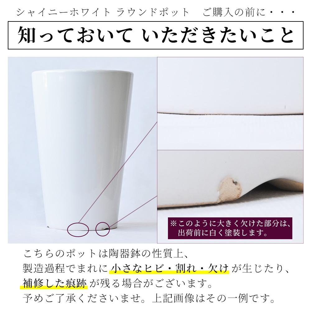 観葉植物 本物 ガジュマル（昇り竜）シャイニーホワイト ラウンド