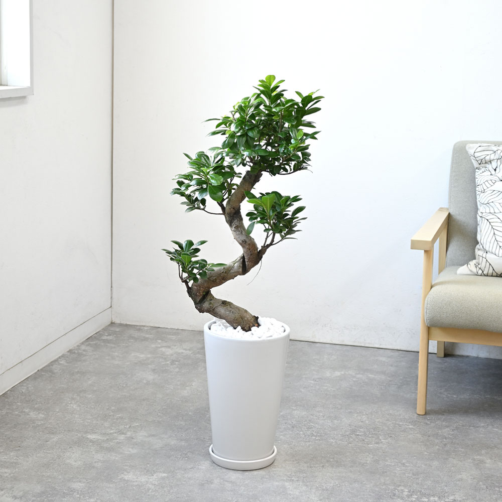 観葉植物 本物 ガジュマル（昇り竜）シャイニーホワイト ラウンド